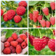 Комплект із 5-ти саджанців малин різних сортів